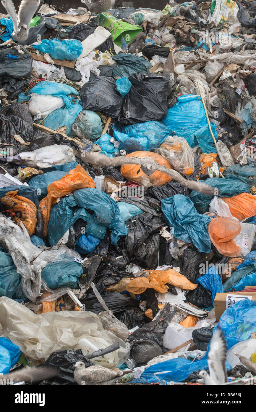 Gabbiani e jackdaws ICOVA a società di riciclaggio ( codoli gruppo ). Lo smaltimento dei rifiuti. Amsterdam, Paesi Bassi. Foto Stock