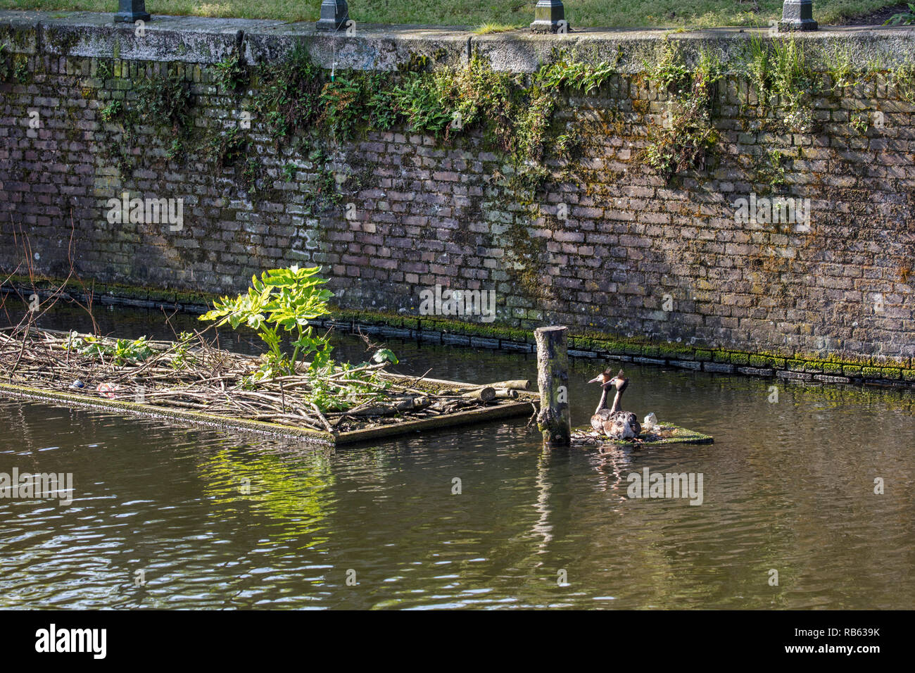 I Paesi Bassi, Amsterdam, svassi (Podiceps cristatus) nel canale nel centro citta'. Nido artificiale posto. Foto Stock