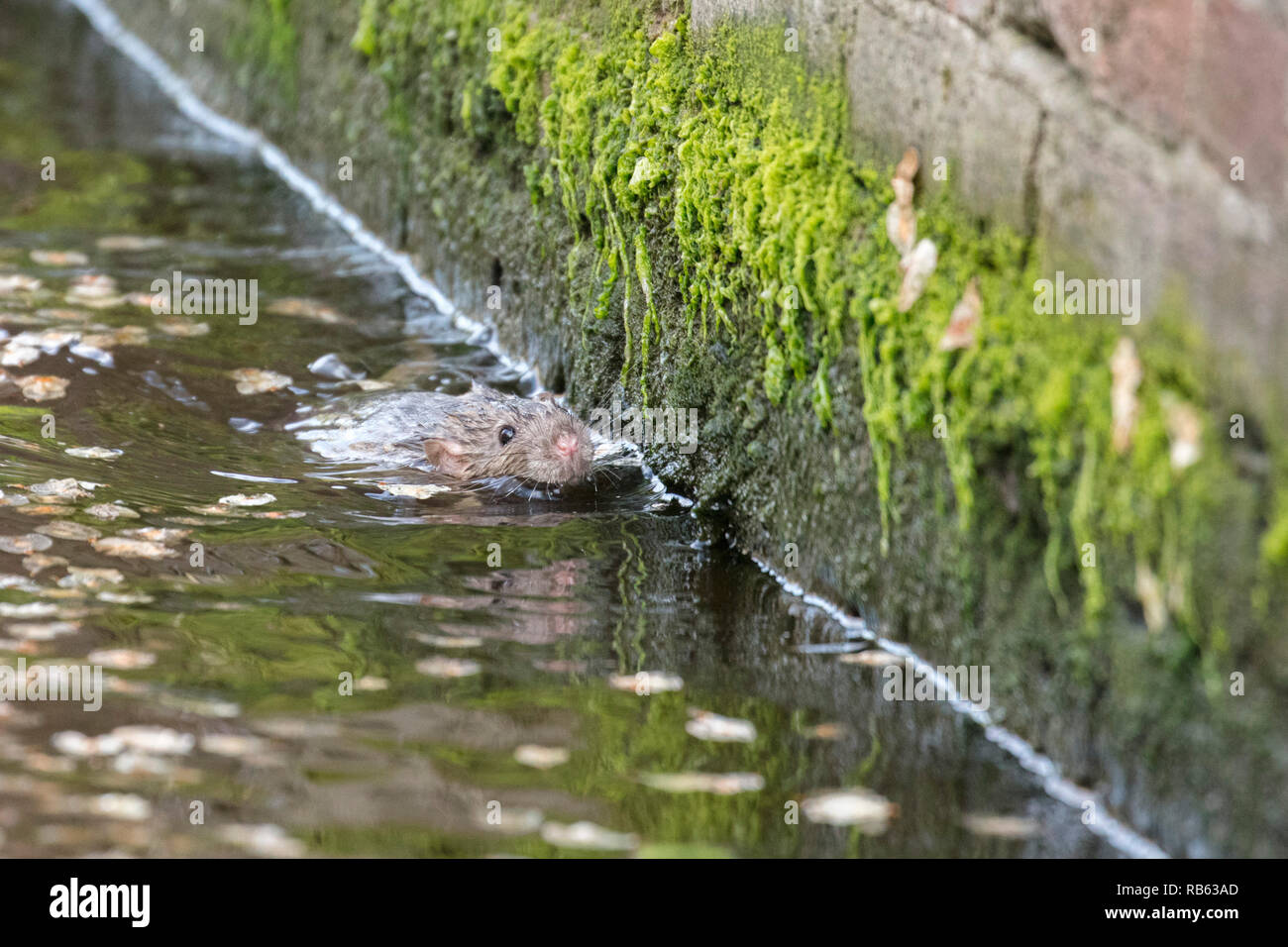 I Paesi Bassi, Amsterdam, marrone di ratto (Rattus norvegicus) nuota nel canale nel centro citta'. Foto Stock