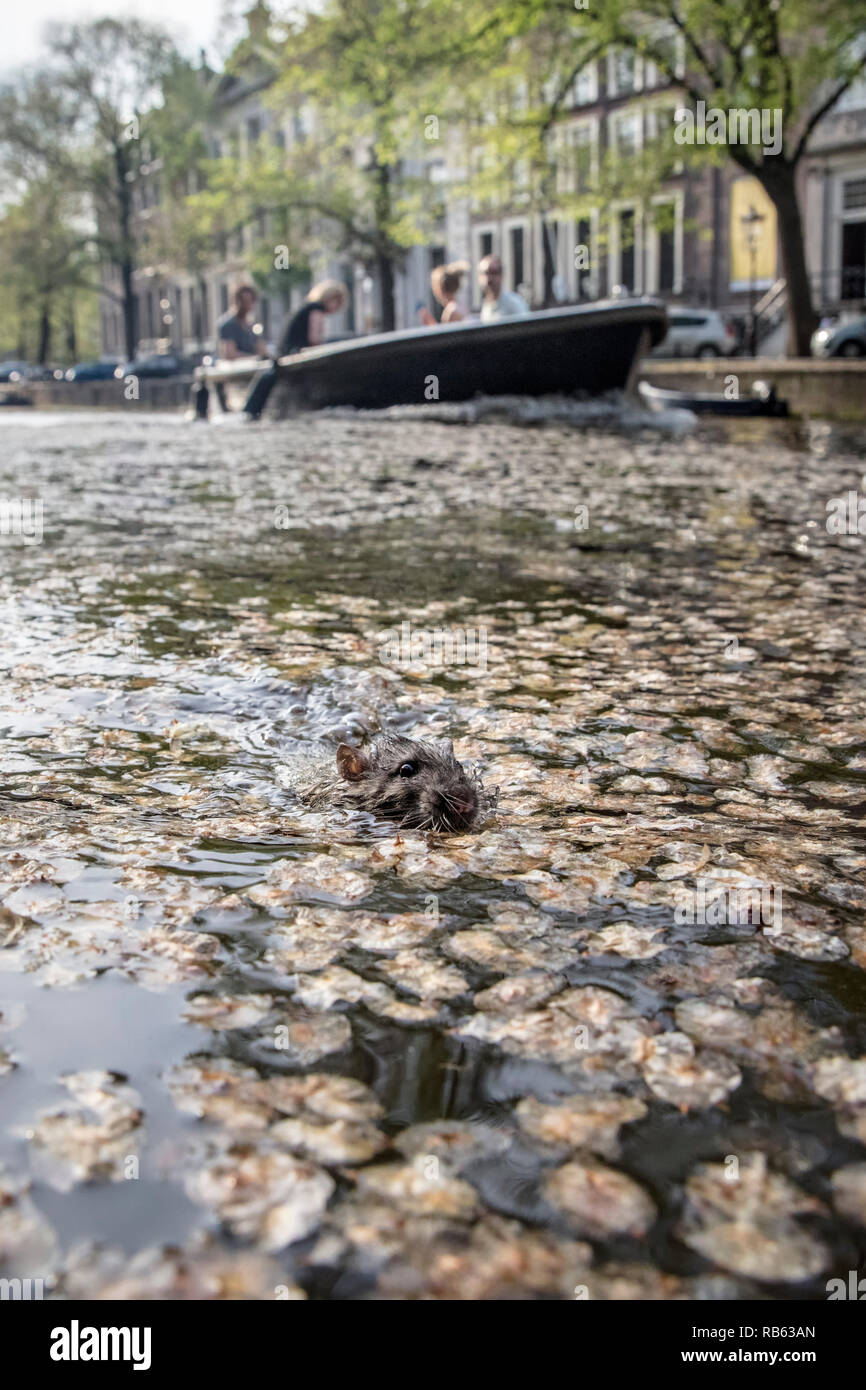 I Paesi Bassi, Amsterdam, marrone di ratto (Rattus norvegicus) nel canale nel centro citta'. Foto Stock