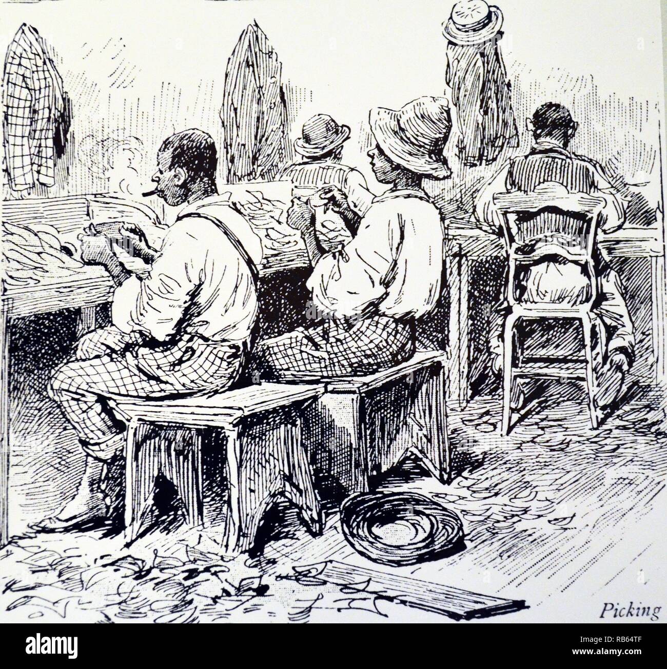 Machado la fabbrica di sigari, Giamaica: Picking oltre le foglie. Incisione dall ''Il grafico'', Londra, 1889. Foto Stock