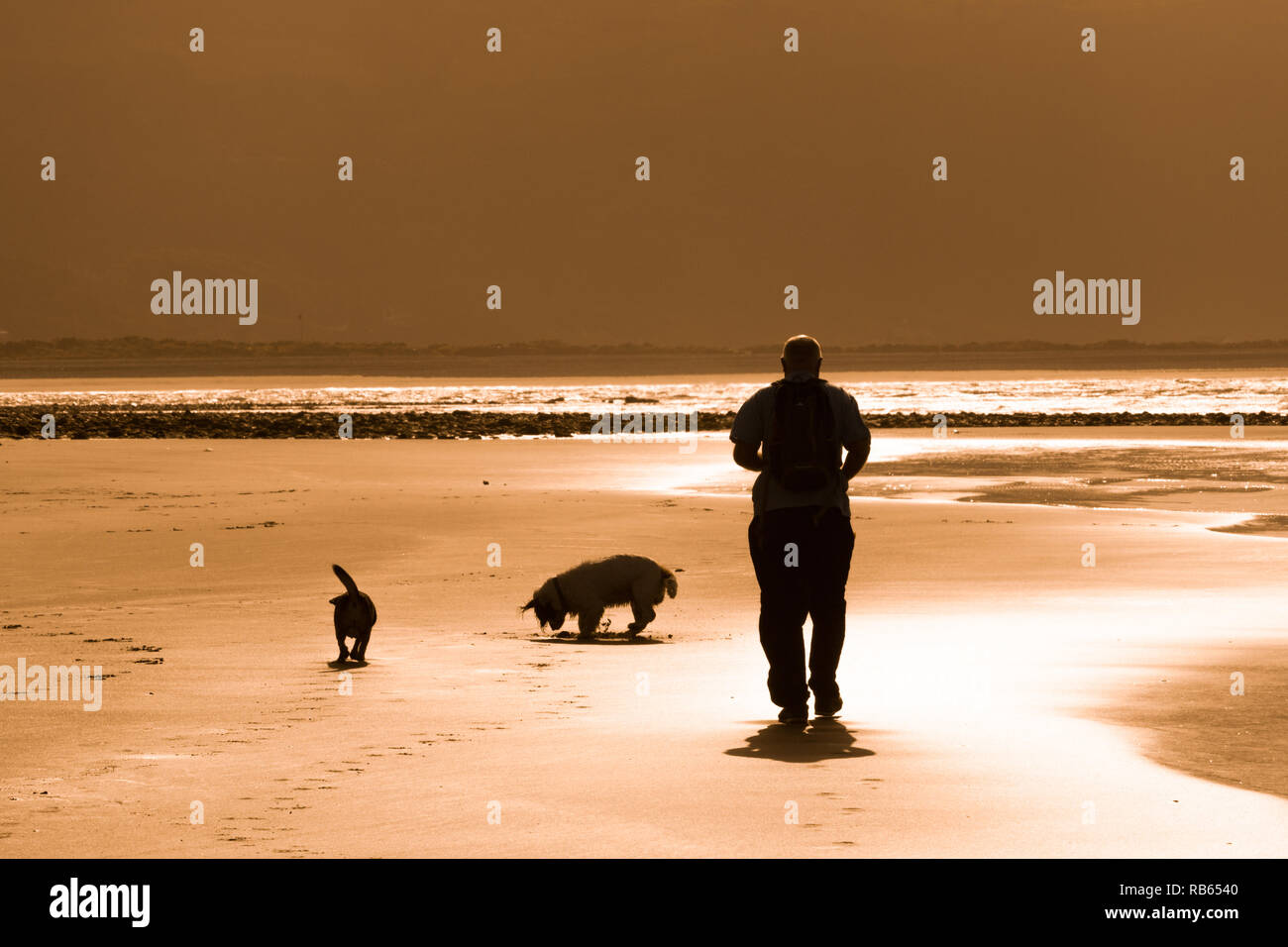 Barmouth Beach, con dog walker, nel tardo pomeriggio di sole Foto Stock