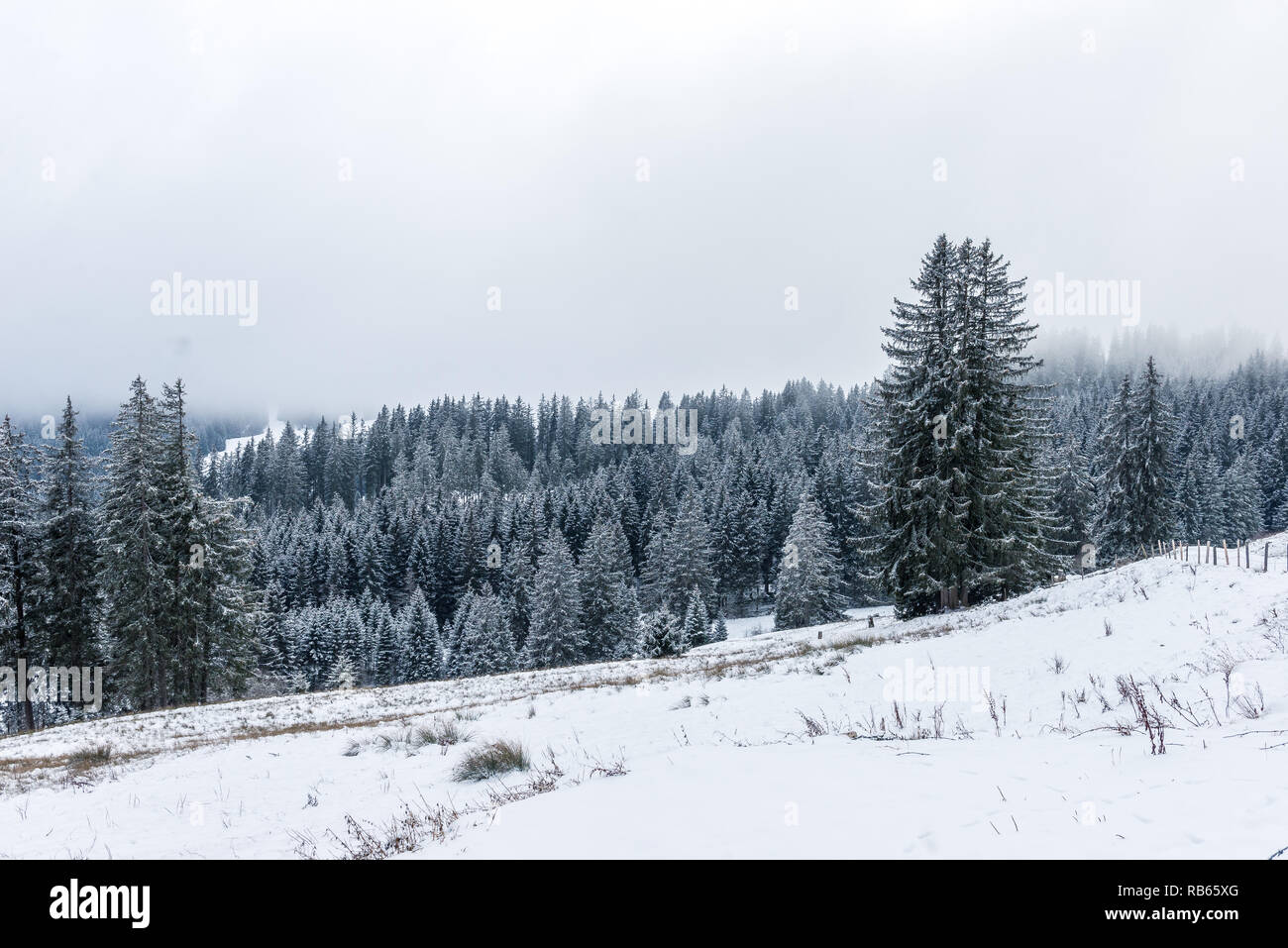 In inverno la zona Gantrisch, Berner Oberland Foto Stock