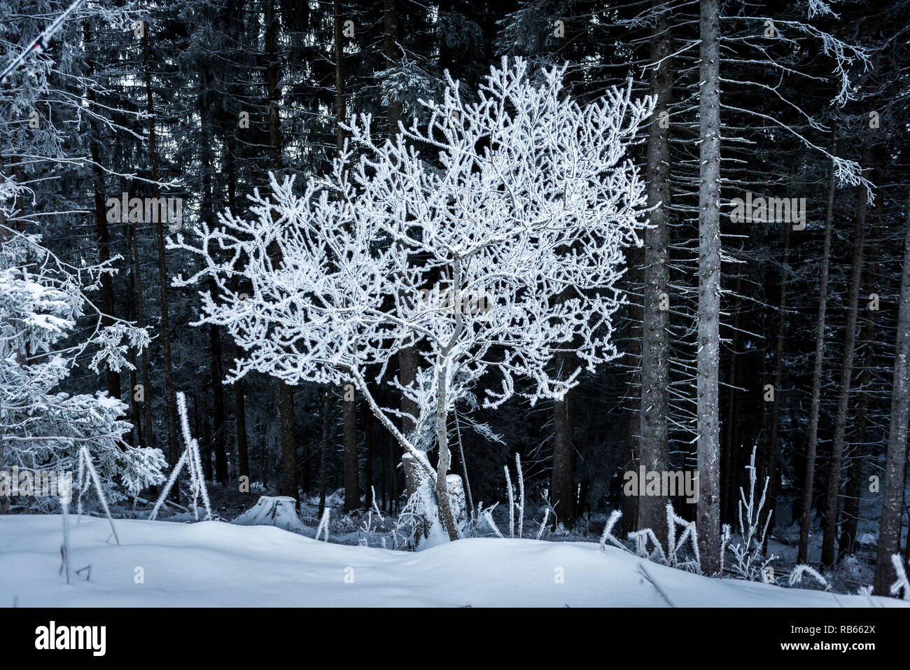 In inverno la zona Gantrisch, Berner Oberland Foto Stock