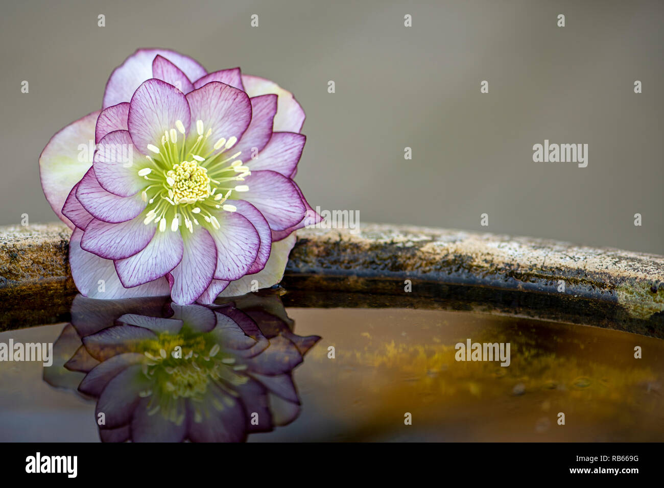 Close-up immagine della splendida fioritura di primavera l'Elleboro conosciuta anche come la Quaresima rosa o Rosa di Natale Foto Stock
