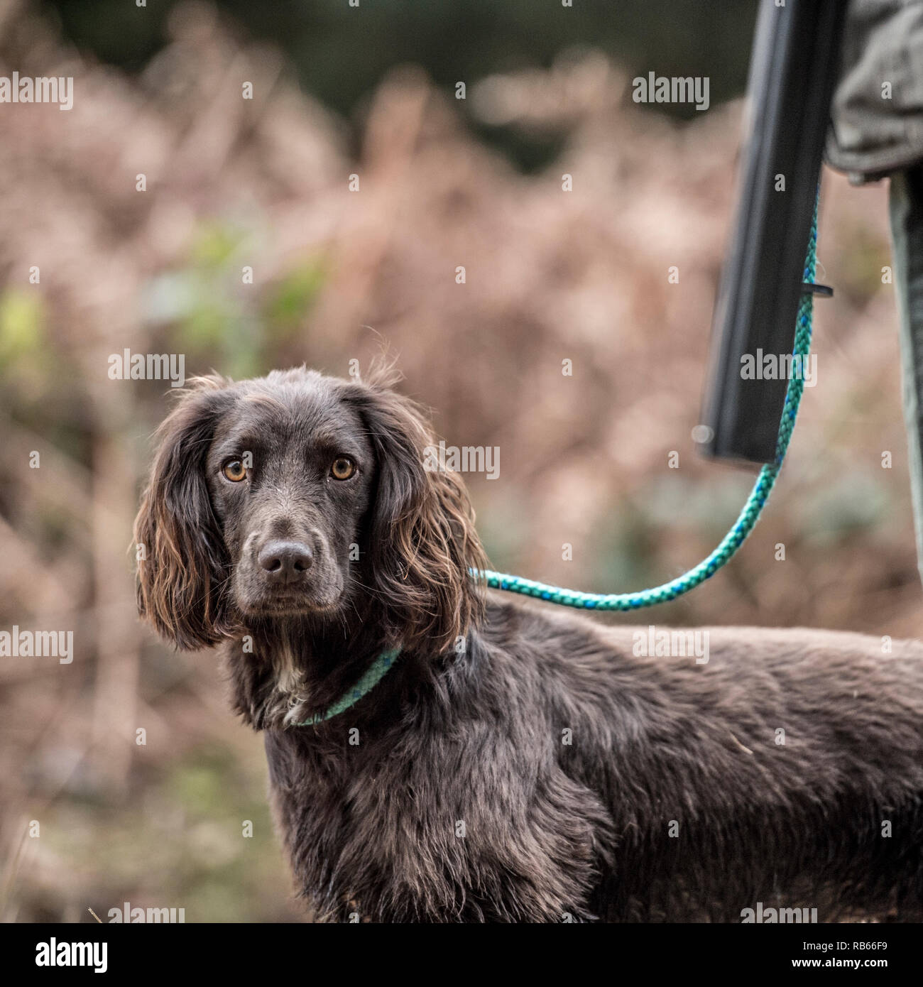 Lavorando cocker spaniel su uno scivolo Foto Stock