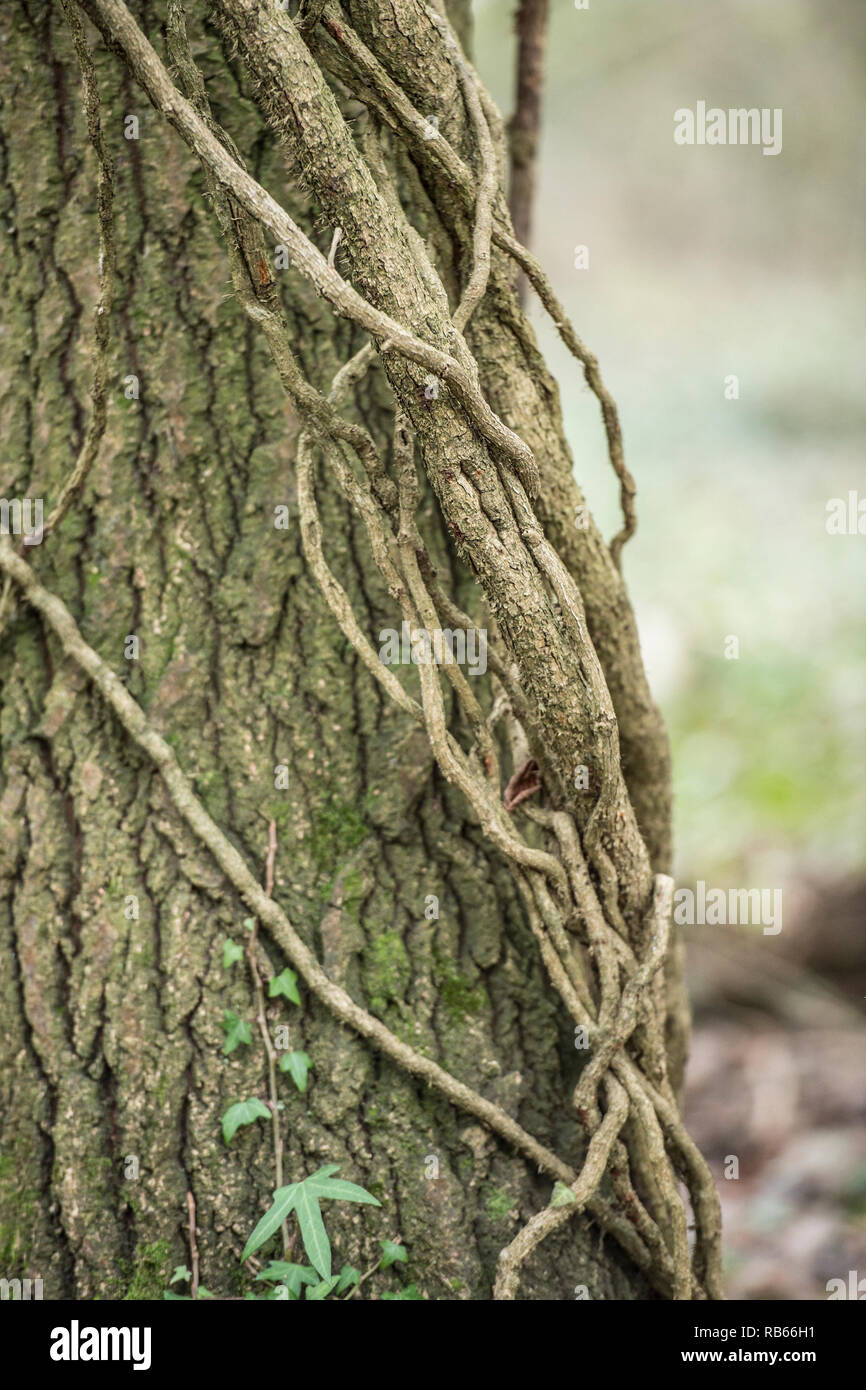 Ivy su albero di quercia Foto Stock