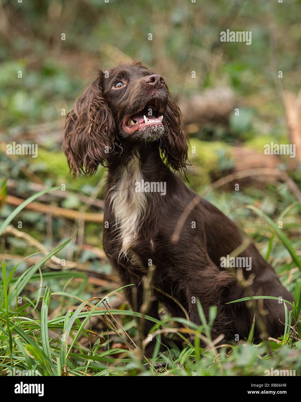 Cocker Spaniel cane Foto Stock