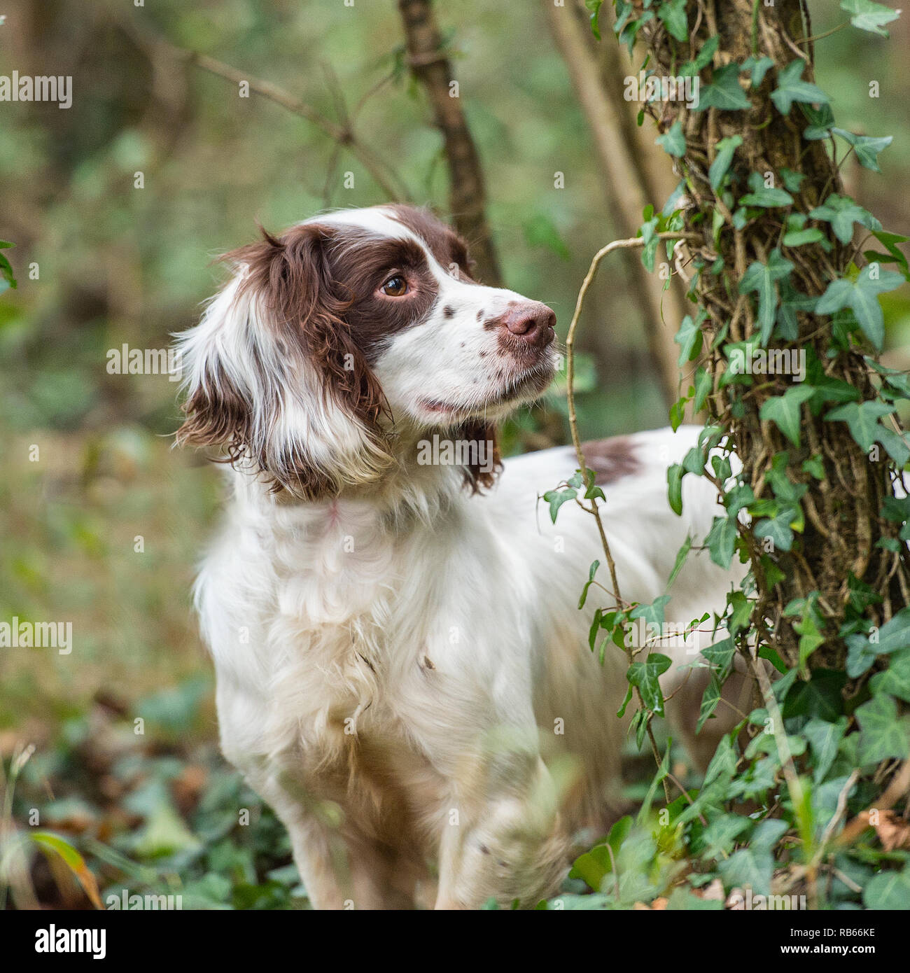 Lavorando springer spaniel Foto Stock