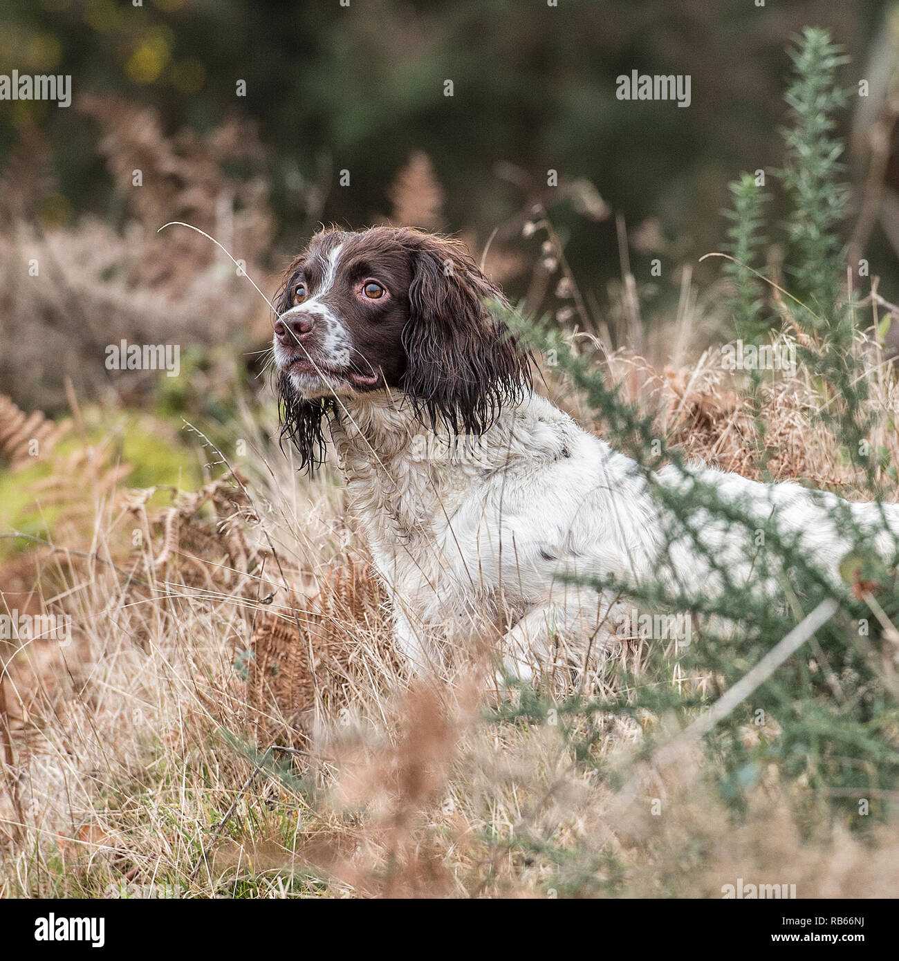 Lavorando springer spaniel Foto Stock