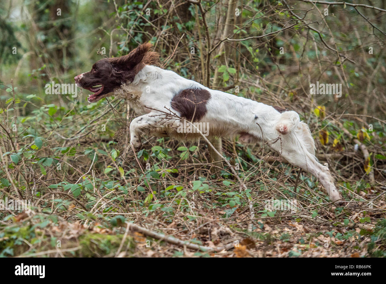 Lavorando springer spaniel Foto Stock