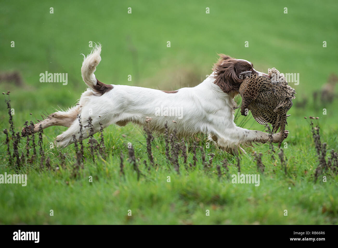 Lavorando springer spaniel Foto Stock
