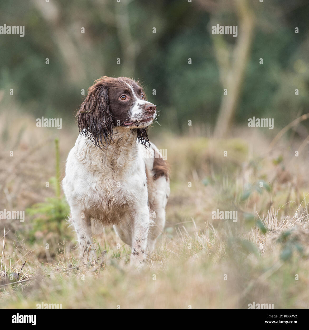 Lavorando springer spaniel Foto Stock