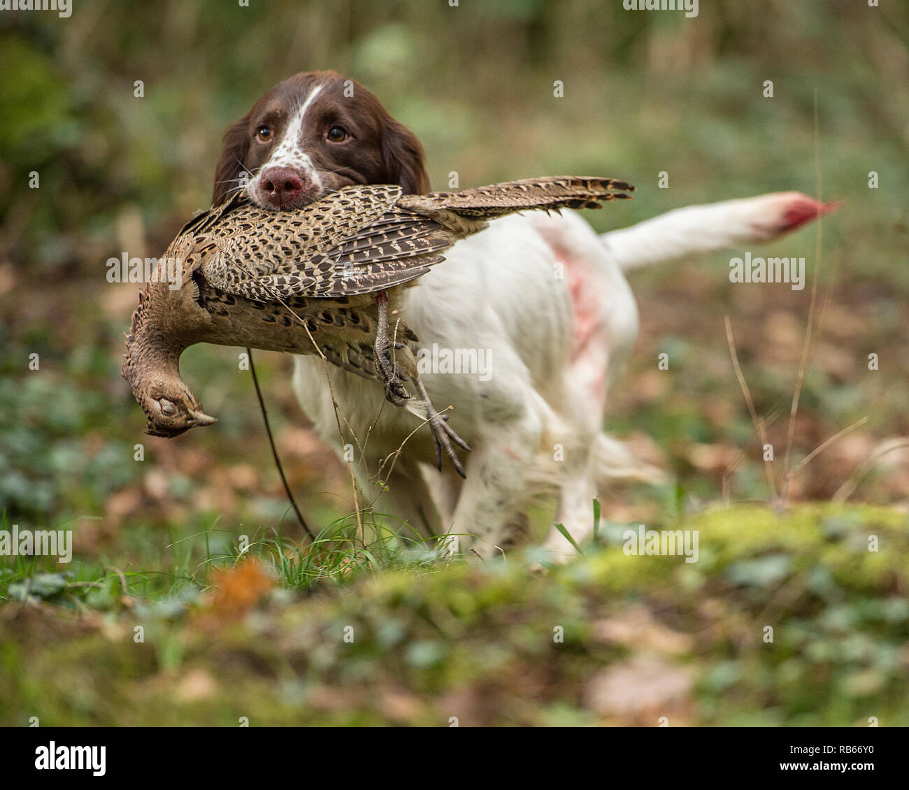 Lavorando springer spaniel Foto Stock