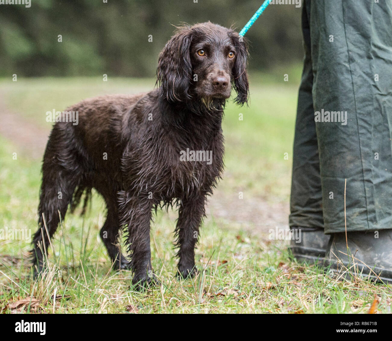 Lavorando cocker spaniel cane Foto Stock