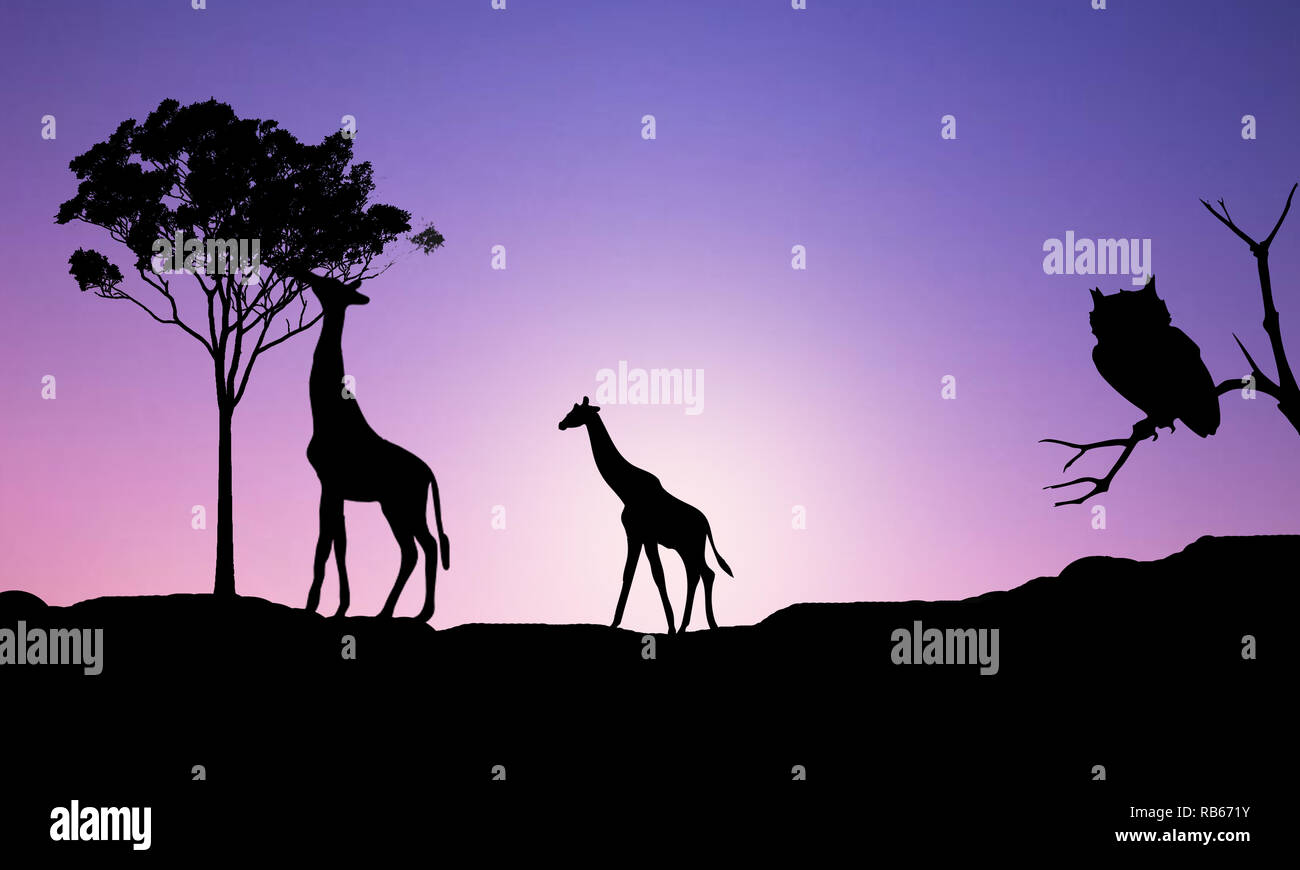 Illustrazione- astratta rappresentazione realistica di due adulti le giraffe al tramonto viola sul gradiente dello sfondo a sfondo di natura africana paesaggio. Foto Stock