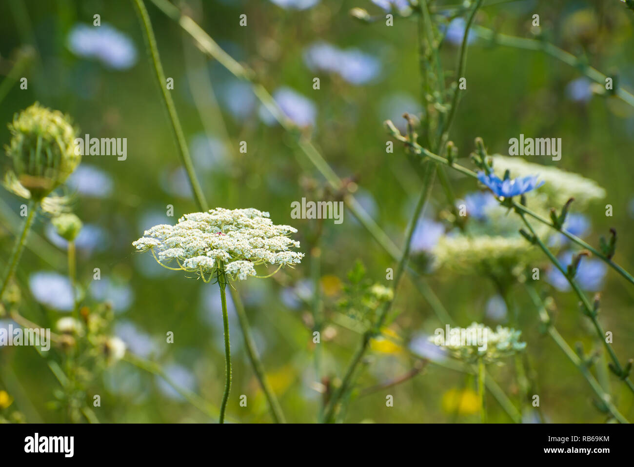Chiudere fino a un bianco di fiori selvaggi con sfondo sfocato Foto Stock