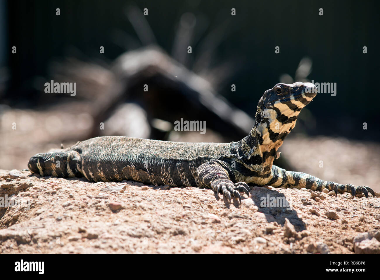 Il laccio monitor è strisciando sul terreno Foto Stock