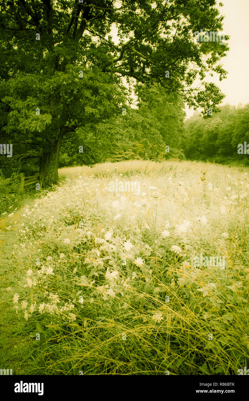 Prato verde con campo di alberi e di fiori selvaggi nel paesaggio rurale immagine orizzontale Foto Stock