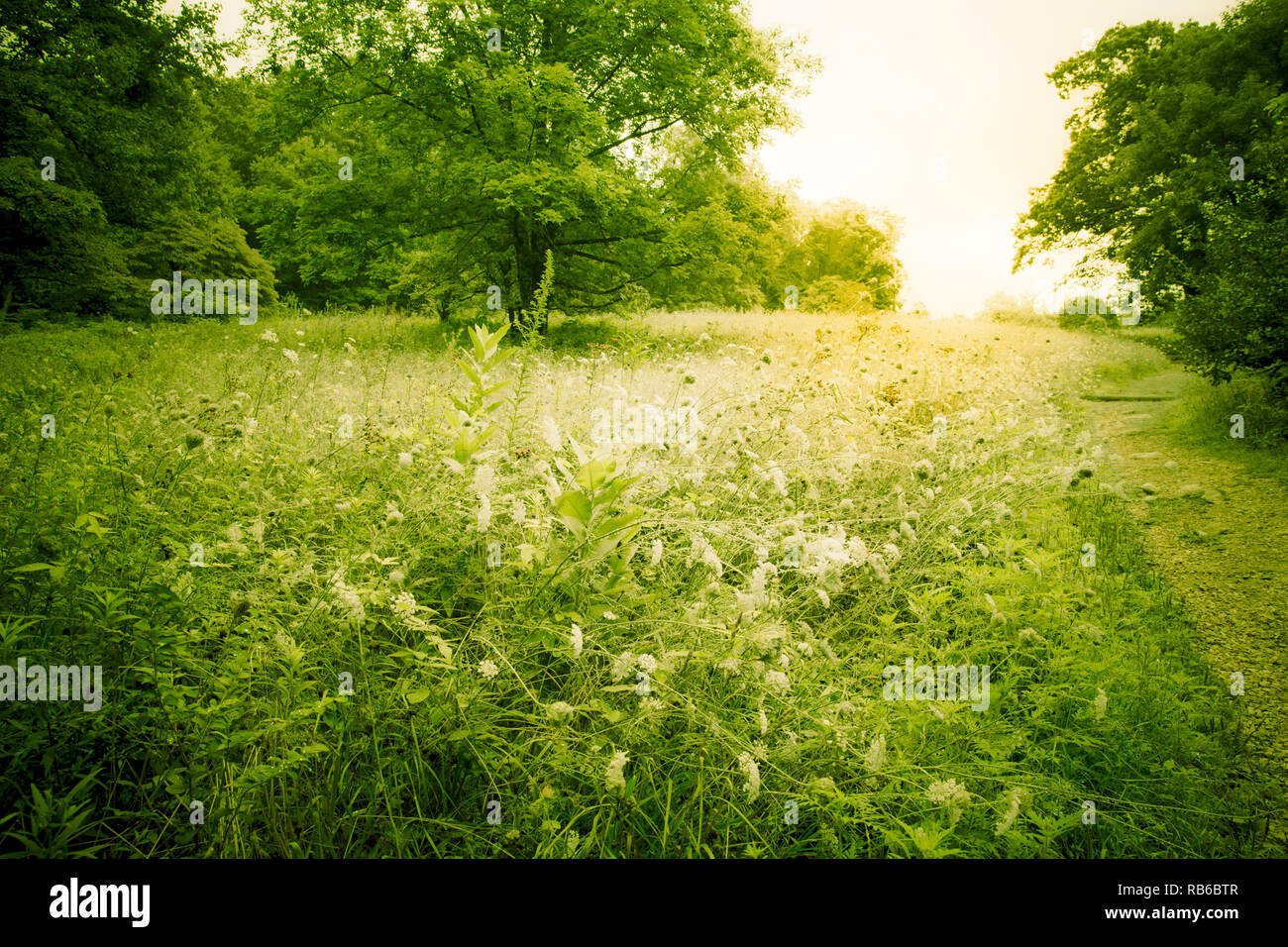 Prato verde con campo di alberi e di fiori selvaggi nel paesaggio rurale immagine orizzontale Foto Stock