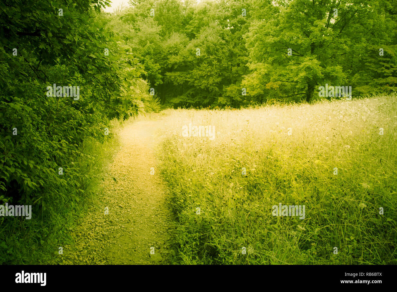 Prato verde con campo di alberi e di fiori selvaggi nel paesaggio rurale immagine orizzontale Foto Stock