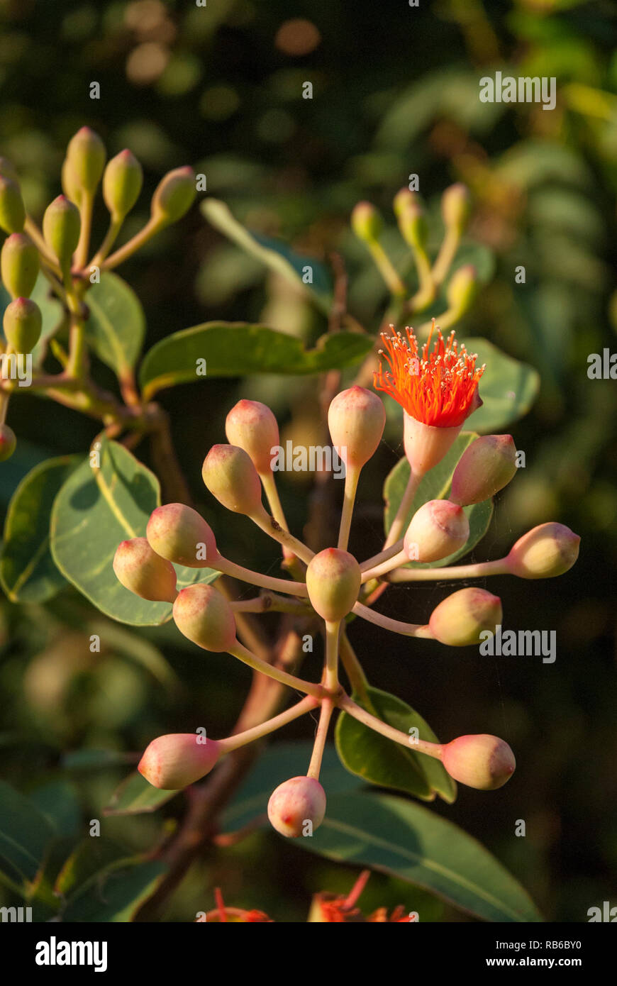 Struttura di gomma gomma dadi appena iniziando a fiorire, Australia Foto Stock