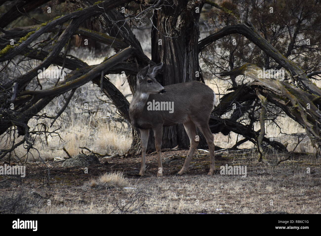 Deer in alberi di ginepro Foto Stock