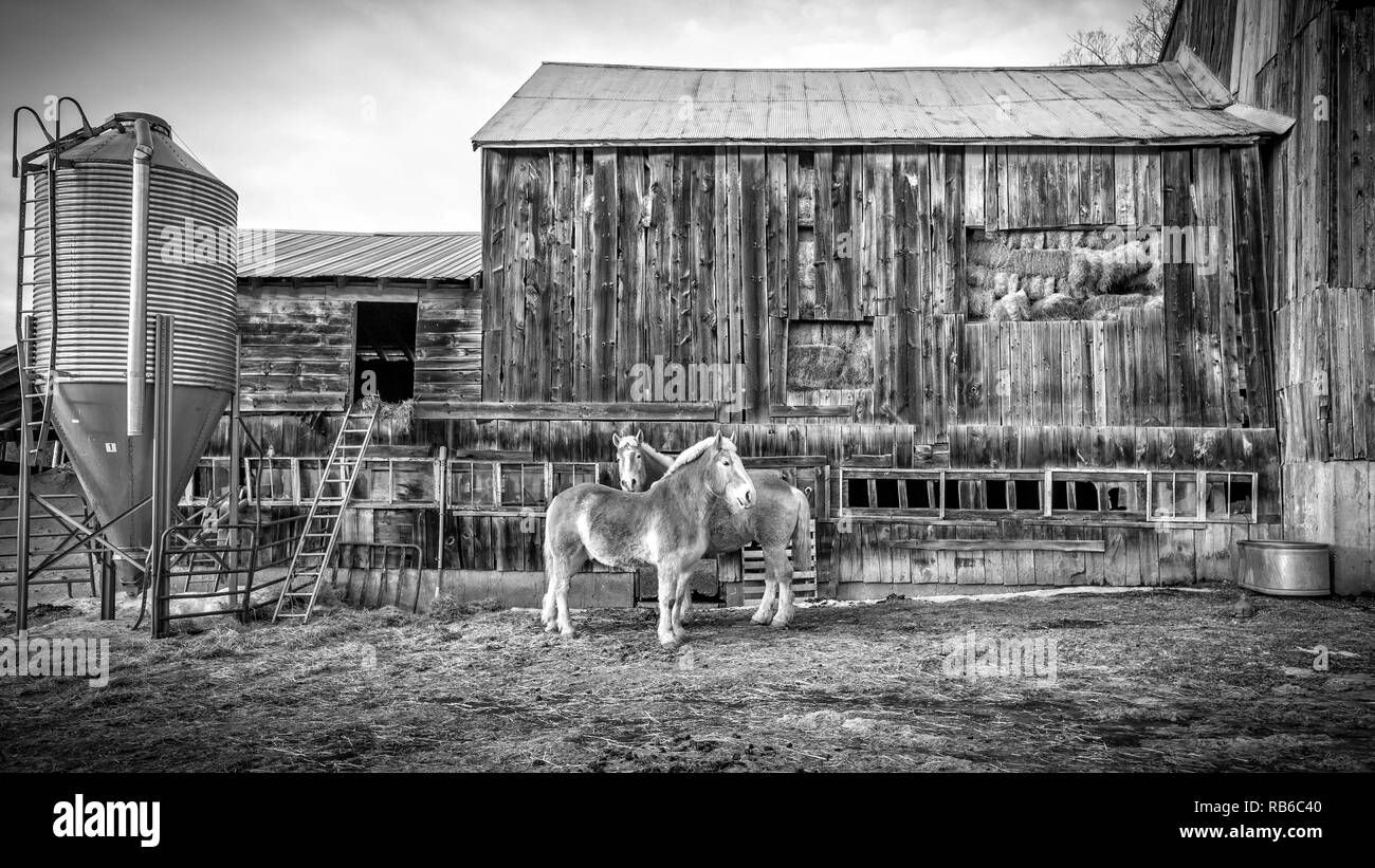 Grandi cavalli da lavoro fuori dal fienile in una fattoria nel Vermont. Foto Stock