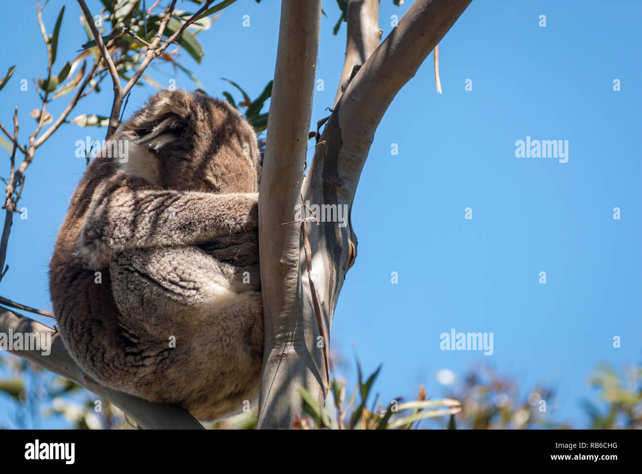 Il Koala dormire a uncino di una gomma ramo di albero, Victoria Australia Foto Stock