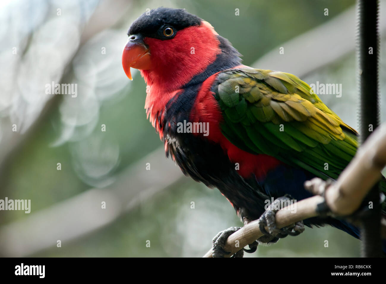 Il nero capped lory è arroccato su di un ramo Foto Stock