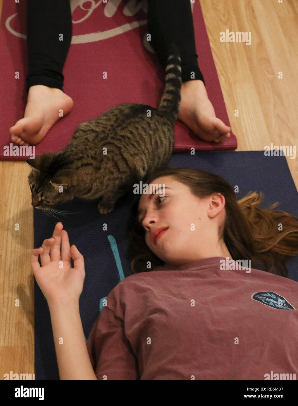 Houston, Stati Uniti d'America. Il 6 gennaio, 2019. Un gatto è visibile su un partecipante di yoga il tappetino in El Gato Coffeehouse, un gatto cafe a Houston, in Texas, negli Stati Uniti il 6 gennaio 2019. Durante lo Yoga con classe di gatti e gatti camminare liberamente tra persone di tappetini. Lo Yoga partecipanti hanno detto che si trattava di un tranquillo e divertente esperienza con i gatti. Credito: Yi-Chin Lee/Xinhua/Alamy Live News Foto Stock