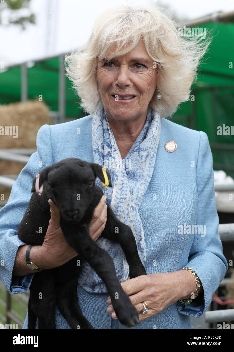 La duchessa di Cornovaglia, presidente del Sud dell'Inghilterra Visualizza detiene un agnello durante un tour della mostra tenutasi presso la mostra terra vicino a Southampton, West Sus Foto Stock
