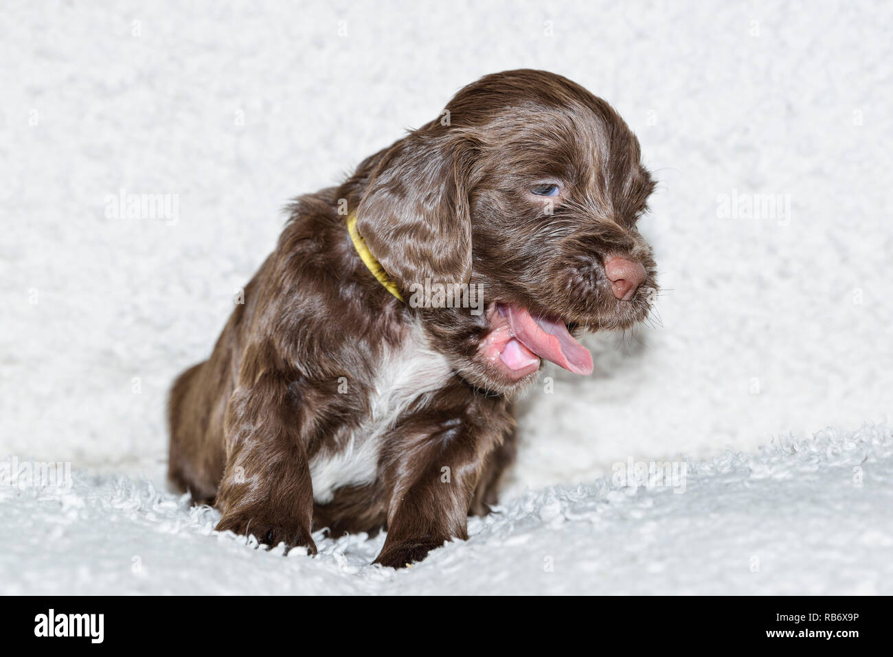 Sprocker Spaniel cucciolo Foto Stock