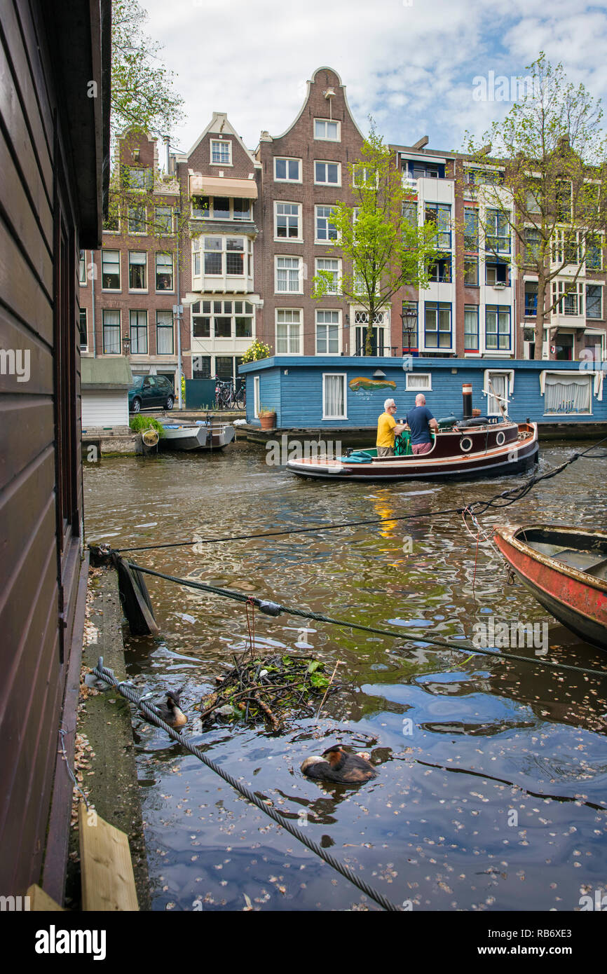 I Paesi Bassi, Amsterdam, svassi (Podiceps cristatus) sul nido nel canale nel centro citta'. Foto Stock