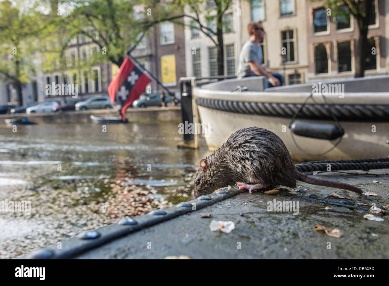 I Paesi Bassi, Amsterdam, marrone di ratto (Rattus norvegicus) nel canale nel centro citta'. Foto Stock