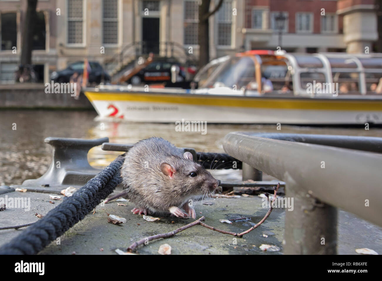 I Paesi Bassi, Amsterdam, marrone di ratto (Rattus norvegicus) nel canale nel centro citta'. Foto Stock