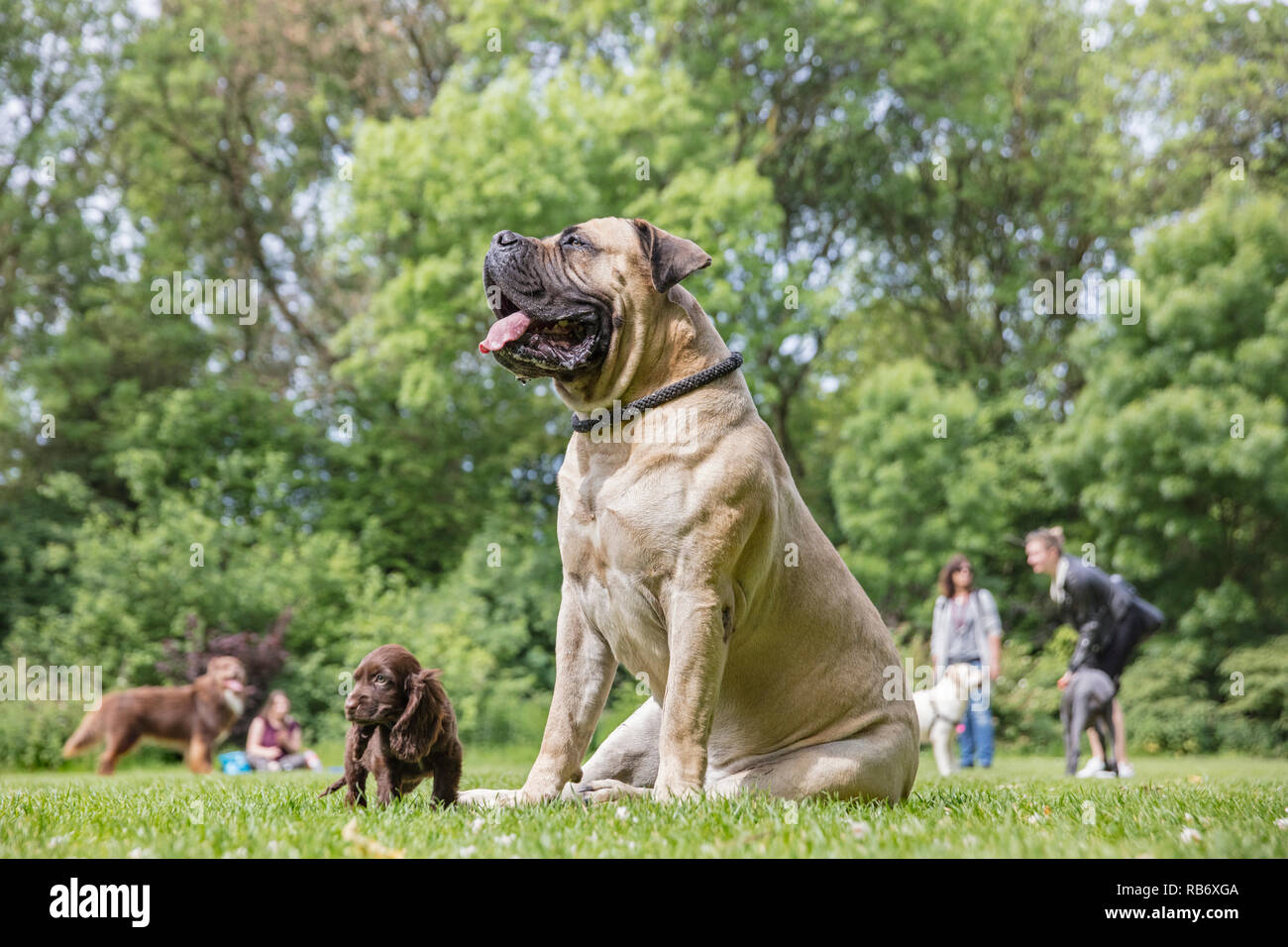 I Paesi Bassi, Amsterdam Vondelpark. Uscita per cani. Cane servizio di uscita, lasciando che i cani outs. Foto Stock