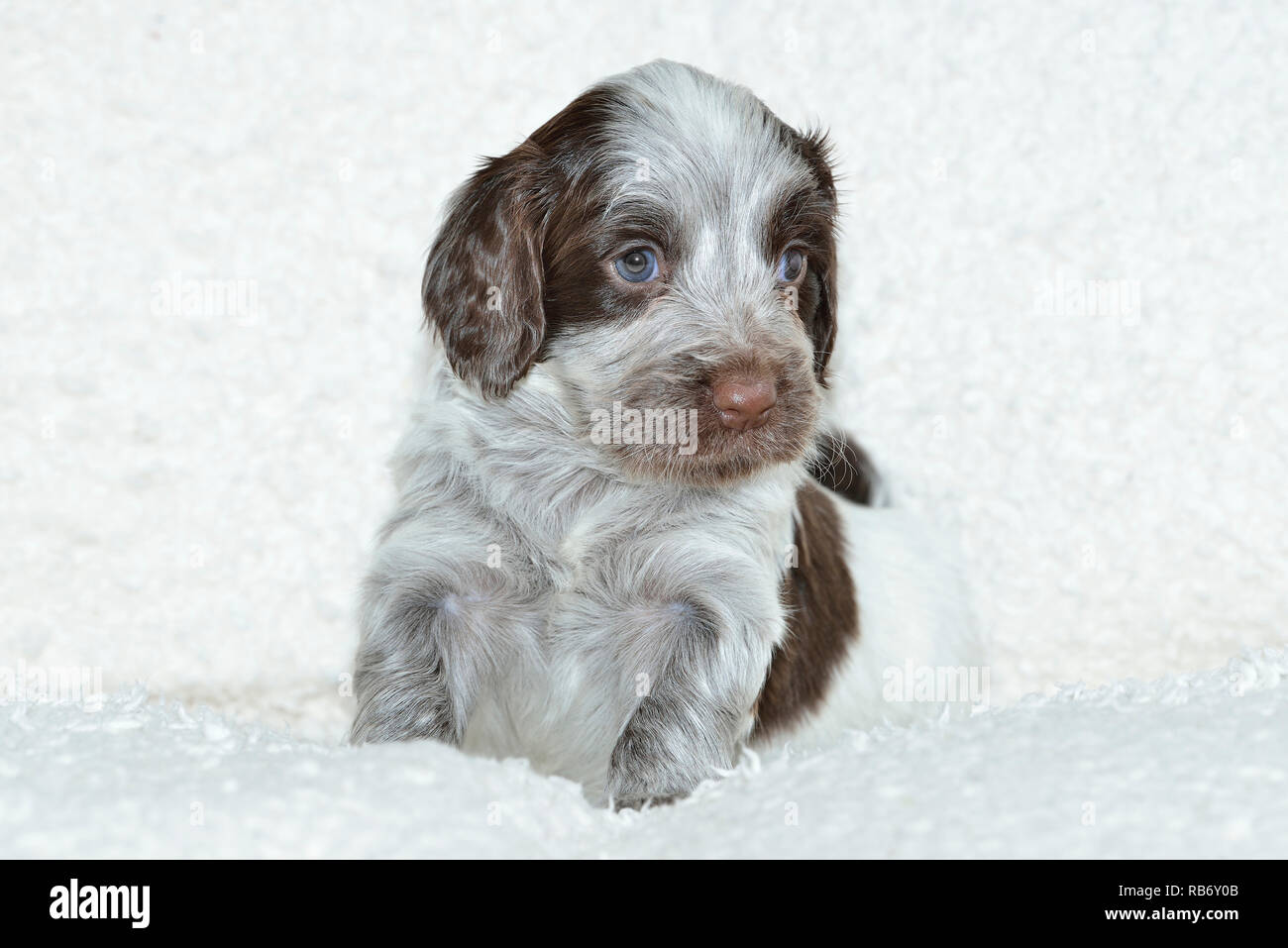Sprocker Spaniel cucciolo Foto Stock