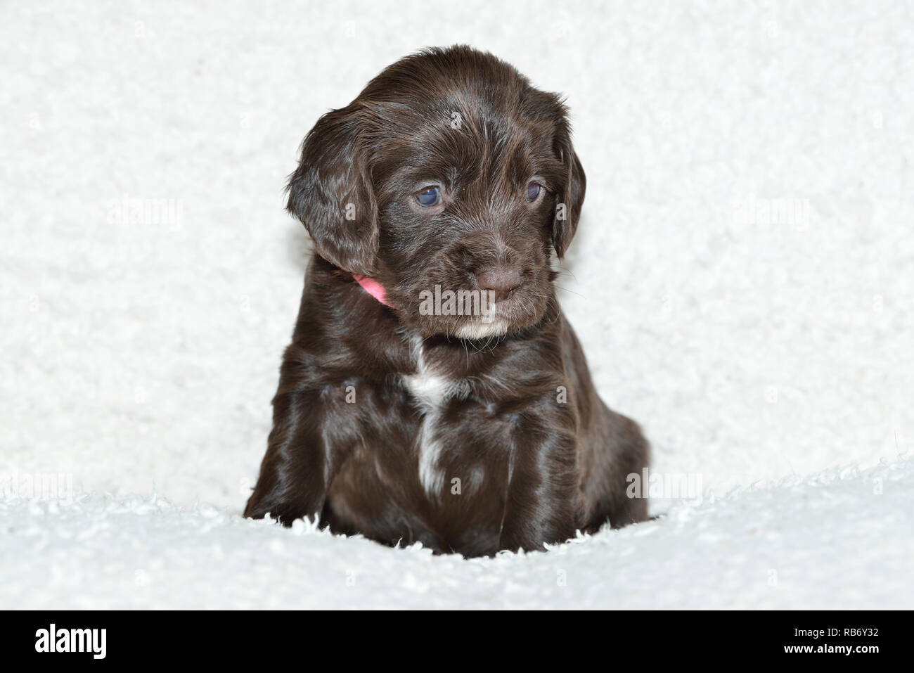 Sprocker Spaniel cucciolo Foto Stock