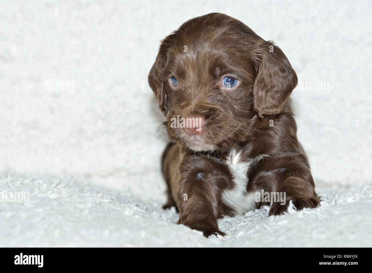Sprocker Spaniel cucciolo Foto Stock