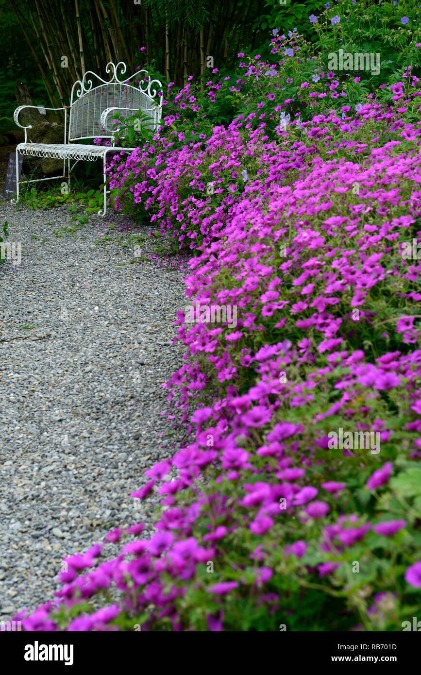 Bianco in ferro battuto panca,sedile,poltrone,Garden includono,mobili,Geranio Anne Thomson,Magenta,rosa,fiore,fiori,fioritura,perenne,RM Floral Foto Stock
