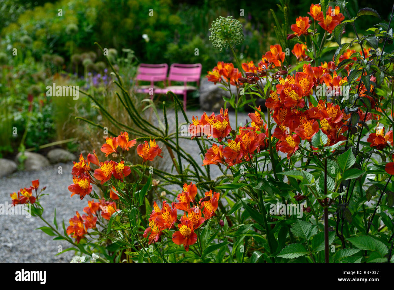 Alstroemeria violacea gloria arancione,fiore,fiori,fioritura,offerta perenne,Caccia Brook Gardens,Jimi Blake,Plantsman,Wicklow,RM Floral Foto Stock
