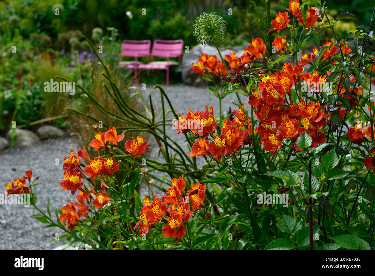 Alstroemeria violacea gloria arancione, fiori, fiori, fioritura, offerta perenne, Caccia Brook giardini, Jimi Blake, Plantsman, Wicklow, RM Floral Foto Stock