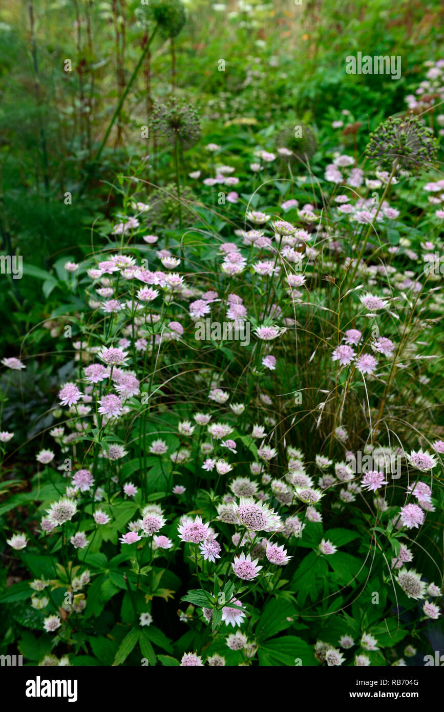 Astrantia major bo ann, fiore rosa, fiori, fioritura, masterwort, perenne, ibrido sterile, RM Floral Foto Stock
