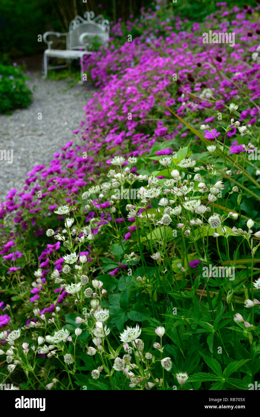 Astrantia Bo Ann,Geranio Anne Thomson,Magenta,rosa,bianco, fiori,fiore,fioritura,mix,miscelati,combinazione,perenne,bed,confine,bianco ferro battuto benc Foto Stock