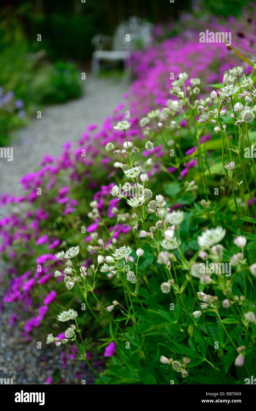 Astrantia Bo Ann,Geranio Anne Thomson,Magenta,rosa,bianco, fiori,fiore,fioritura,mix,miscelati,combinazione,perenne,bed,confine,bianco ferro battuto benc Foto Stock