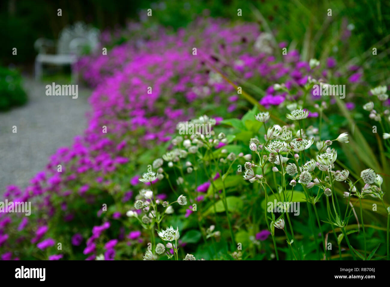 Astrantia Bo Ann,Geranio Anne Thomson,Magenta,rosa,bianco, fiori,fiore,fioritura,mix,miscelati,combinazione,perenne,bed,confine,bianco ferro battuto benc Foto Stock
