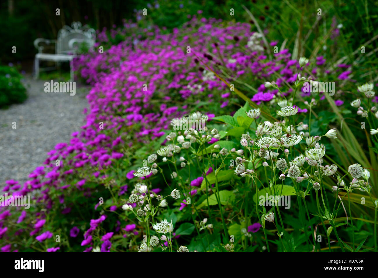 Astrantia Bo Ann,Geranio Anne Thomson,Magenta,rosa,bianco, fiori,fiore,fioritura,mix,miscelati,combinazione,perenne,bed,confine,bianco ferro battuto benc Foto Stock