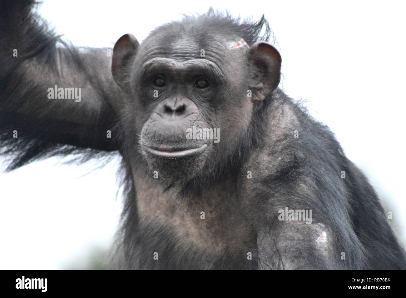 Vicky un Twycross chimp Foto Stock