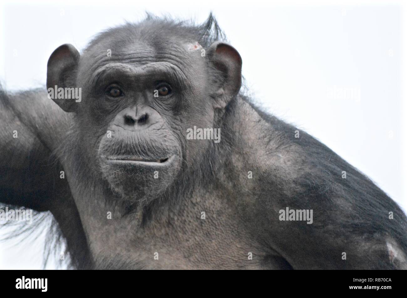 Vicky un Twycross chimp Foto Stock